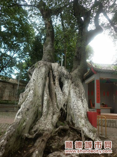 欠缺专业保护,210岁老榕树面临生存大挑战