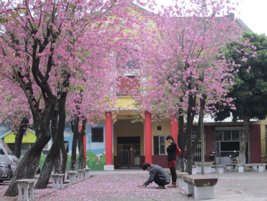 文化宫的花儿，旋舞精灵缀红你我年少的画板