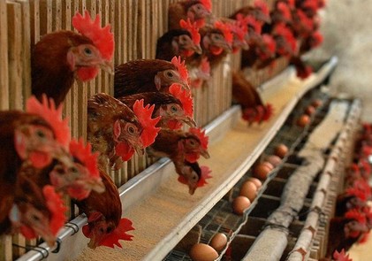 全镇活禽档口开展统一消毒行动，严防H7N9！