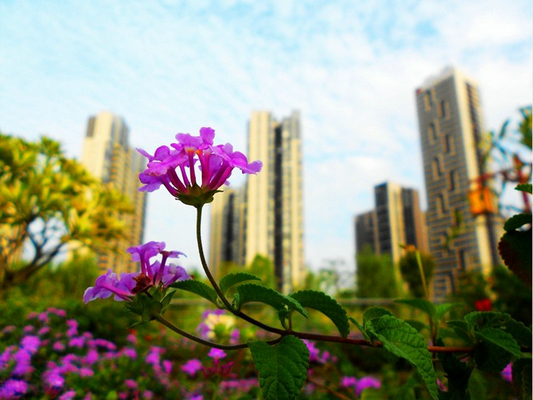 陈村造花乡韵味都市，打好基础静待质变