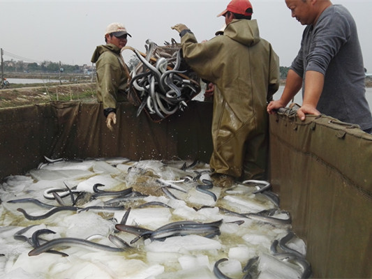 威水！“中国鳗鱼之村”称号或将花落勒流稔海