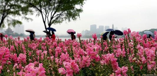 风雨送春归，在诗歌中品味凤城美景