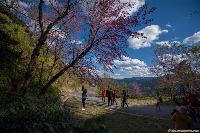 无量山樱花谷：冬日里的春天