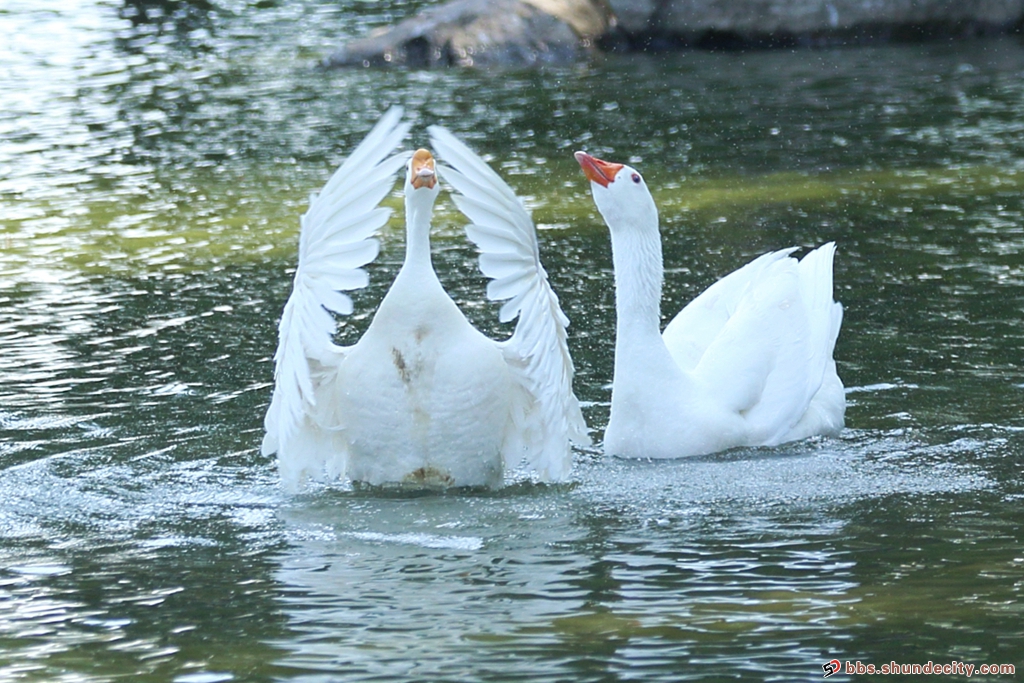 鹅鹅鹅