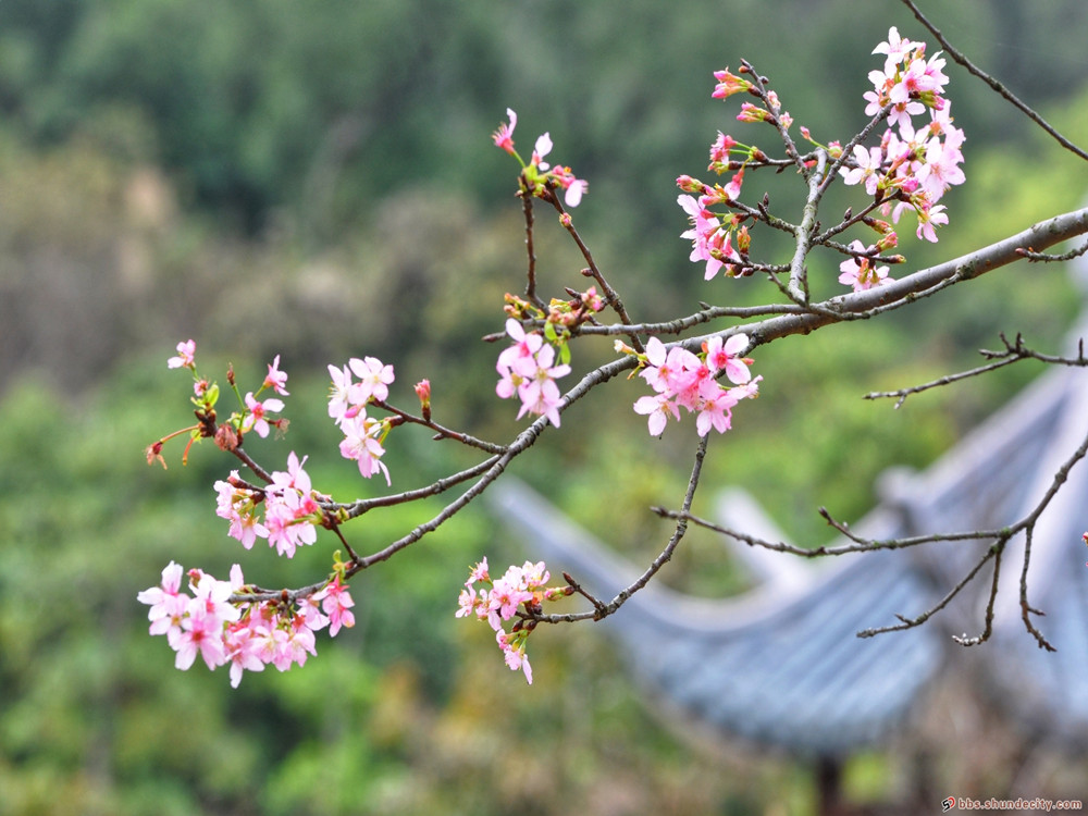 樱花开了，春天还会远吗？