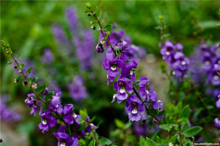 嗅一抹花香，揽四月芳菲入怀