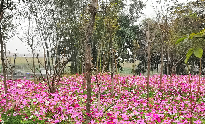 那抹“花香味”的记忆，是我心中年的味道......