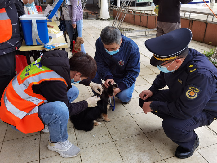 大良文明养犬：服务上门，宣传进社区