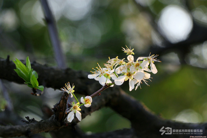 凤城诗语 | 迎一场春雨，等一片花开