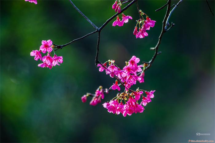 “霸屏”朋友圈的它又来了！赏花约起来！