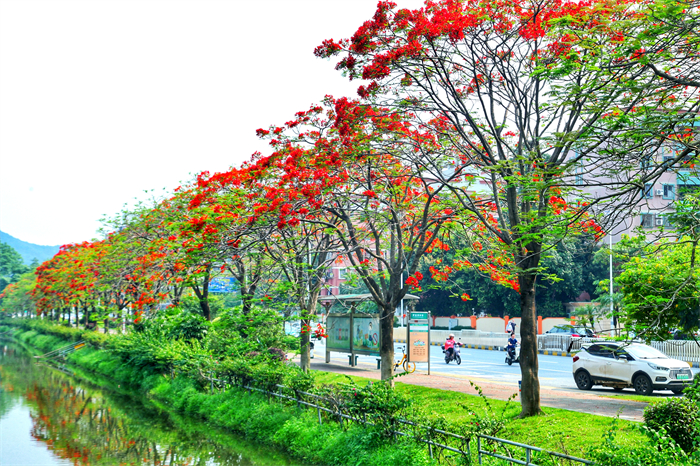 立夏已过，顺德的夏日色彩是……