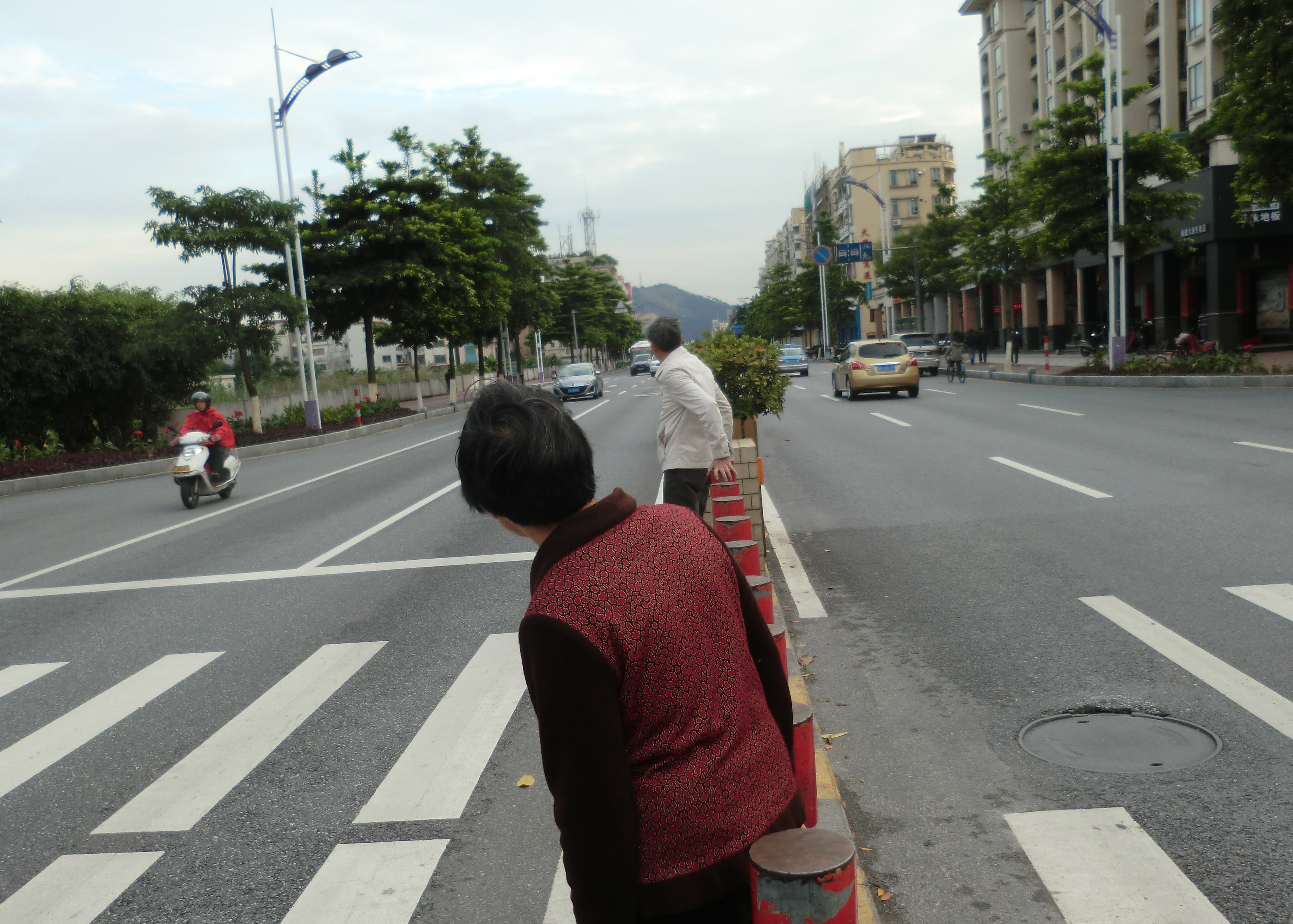 道路中分带种盆栽　市民忧心长高了不安全