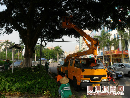 大良：台风逼近榕树“减压”去隐患