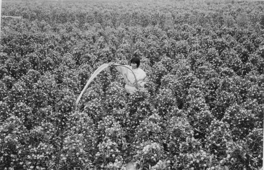 清末至1978年的陈村花卉种植