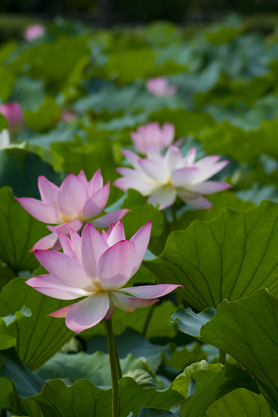 陈村仙涌村