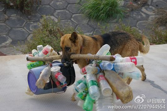 狗狗确实是人类忠实的朋友