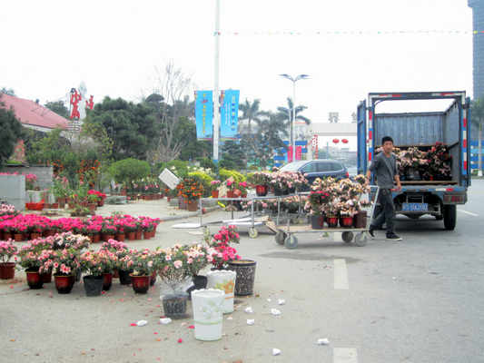 节后统计迎春花市显低迷 同比去年市场约下降20%