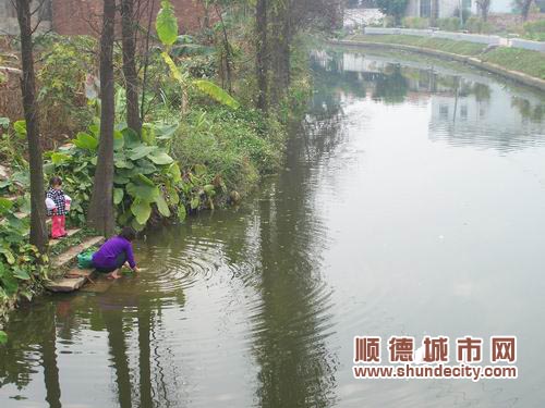 河涌整治，杏坛水乡风貌还复来