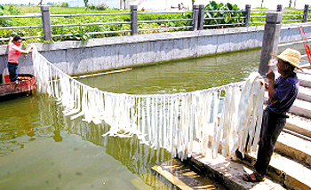 养生物菌吃污水 建生态示范涌