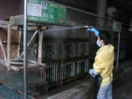 陈村：预防H7N9，“每天清洗，每周大扫除”