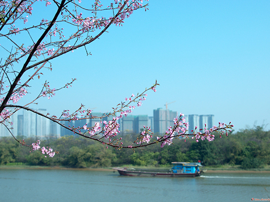 顺德美图：东平河畔樱花初放，美呆了