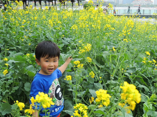 顺德也有油菜花海洋，妹纸帅哥约吗？