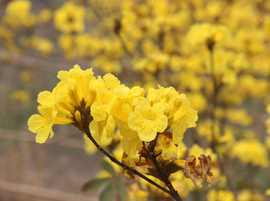 容桂：快来！到德胜河南岸看黄花风铃