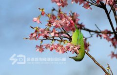 壹周美图：春意浓！小城三月芳菲始