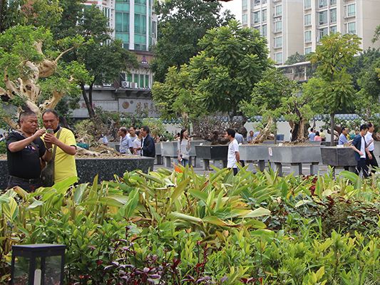 国庆假期不想堵在路上，就在容桂看盆景