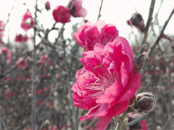 连杜桃花今年“早熟”，去一睹“芳容”