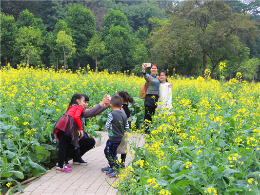 顺峰山公园油菜花开了，小伙伴们约吗？