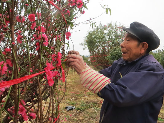 顺德网议：连社村也来办个“桃花节”？