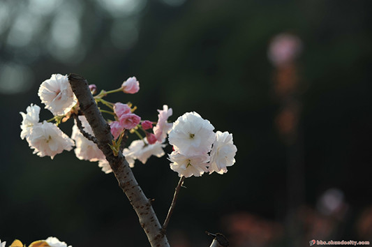 均安樱花开啦~