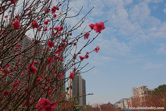 桃花盛开的地方——容桂龙涌