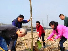 植树现场热火朝天，挥铲添绿建宜居伦教