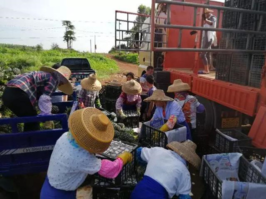 贫困户菠萝滞销？顺德总动员买超68万斤