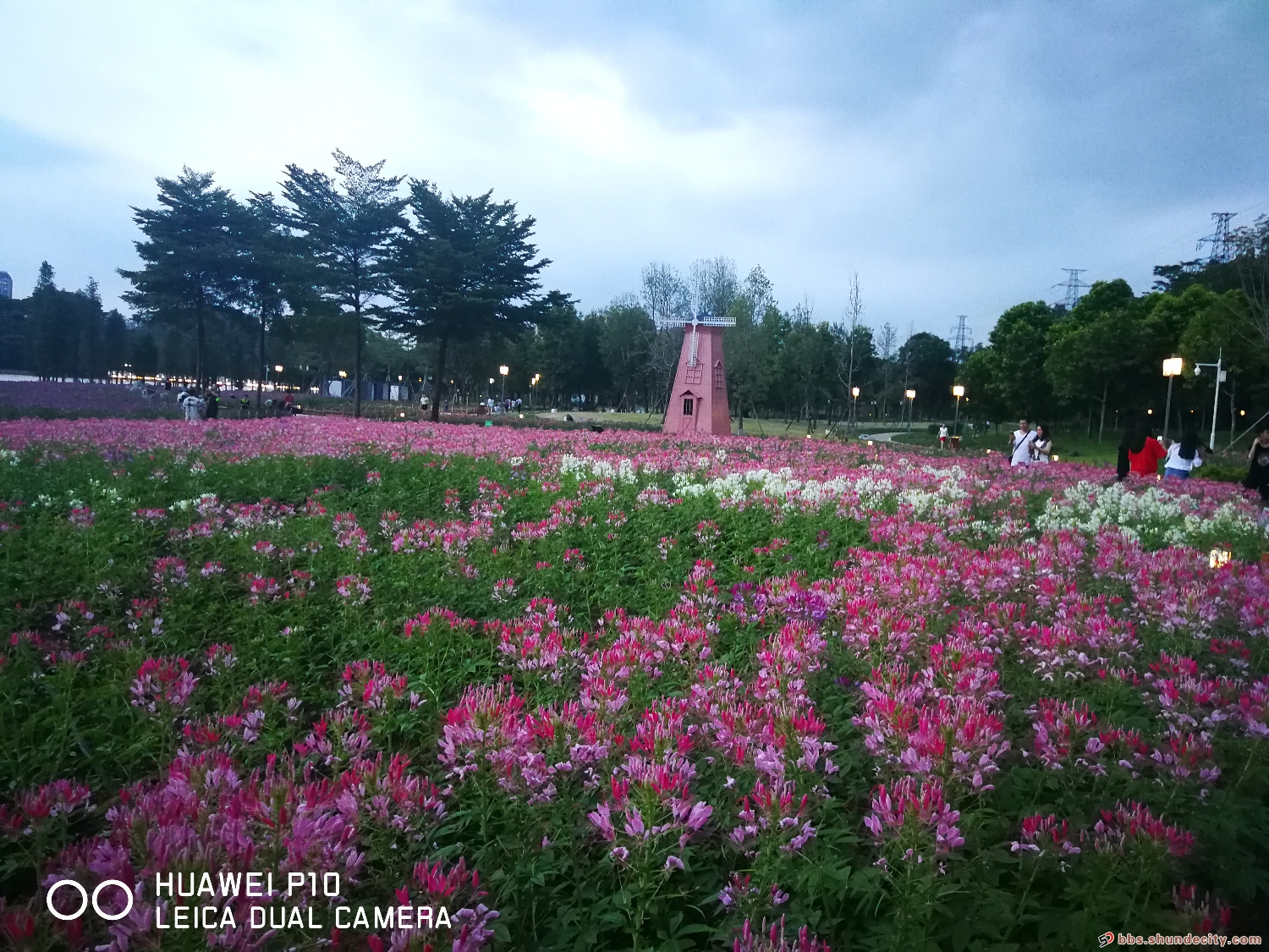 顺峰山公园醉蝶花