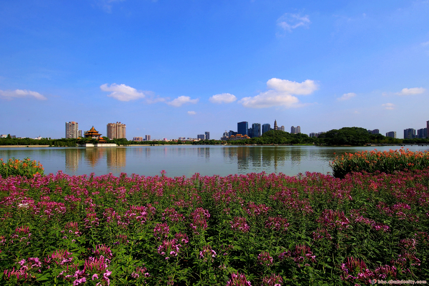 在顺峰山公园与花海相遇