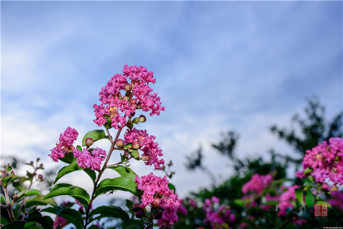 紫薇花