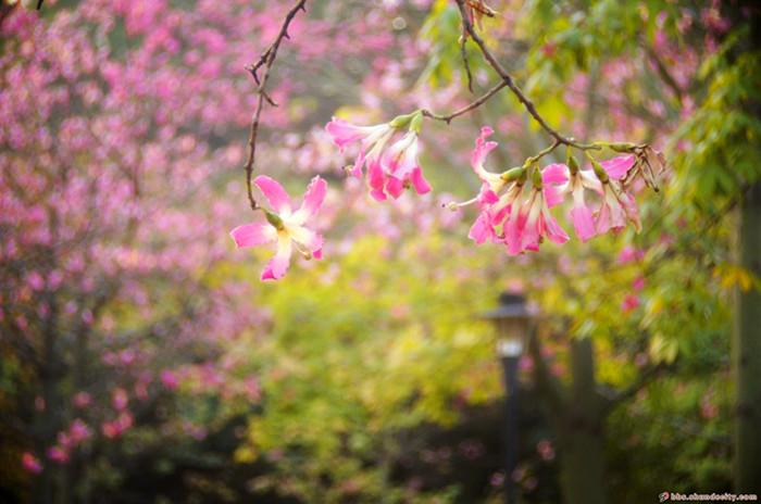 漫步顺德，半日尽赏四季花