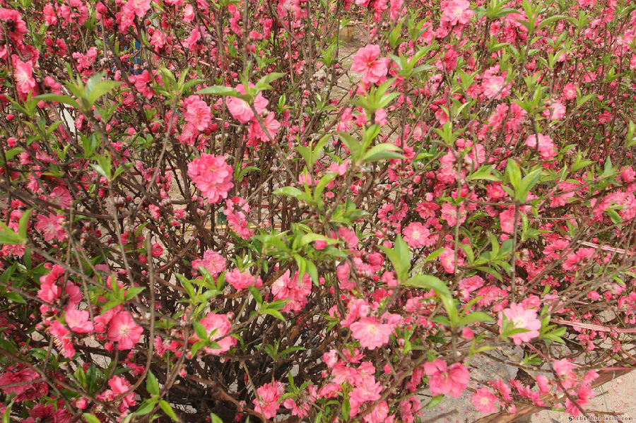 容桂迎春花市正红火