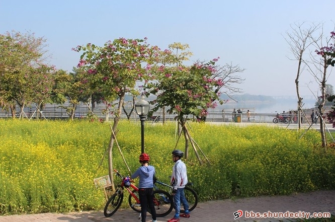 容桂也有油菜花哦！