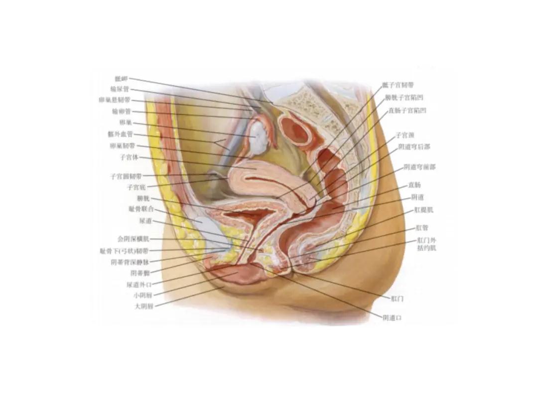女性肚子器官图片