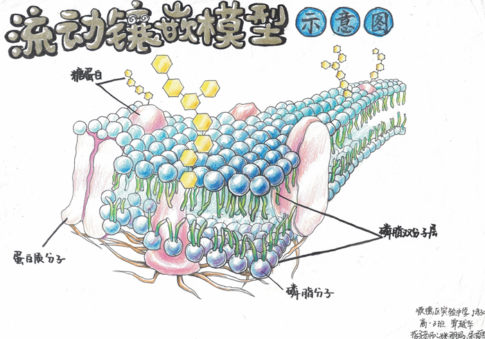 笔尖上的生物之美顺德区实验中学这些绘图亮了