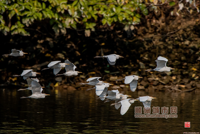 9、大良·桂畔海（顺德城市网摄影俱乐部马彦良摄）_副本.jpg