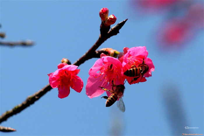 顺峰山公园樱花树 梁兆权2、3.jpg