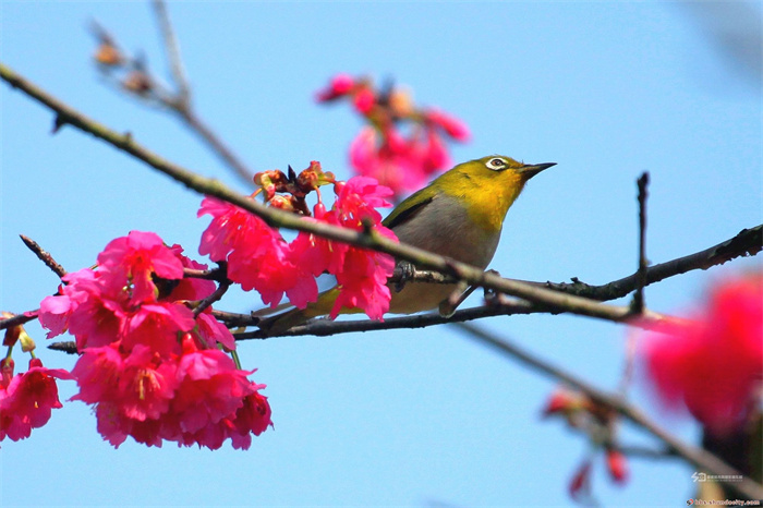 顺峰山公园樱花树 梁兆权.jpg