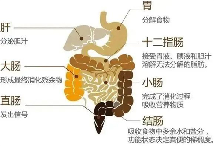 注意！身体常发出这些信号，很可能肠道有问题