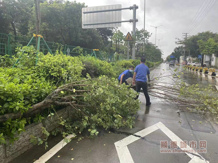 综合执法办值班人员对世纪路转入世龙大道交叉口绿化带的倒伏树木进行移走清理.jpg