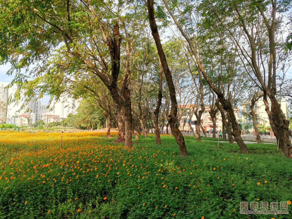 美岸示范项目成市民打卡点。.jpg